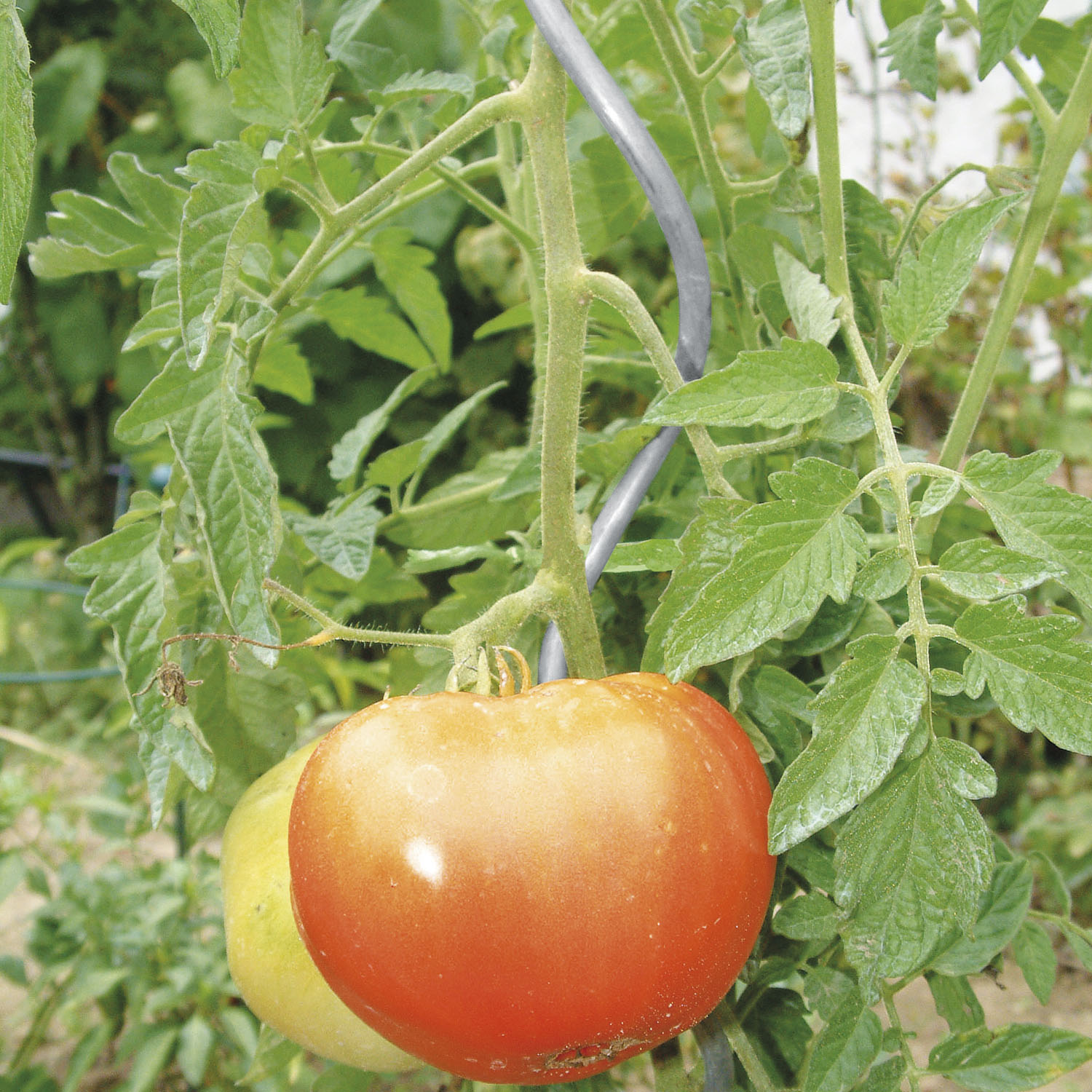 Tomatenspirale 200